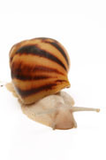 Archachatina marginataI cf. suturalis Nigeria typ 3 silver body juvenil